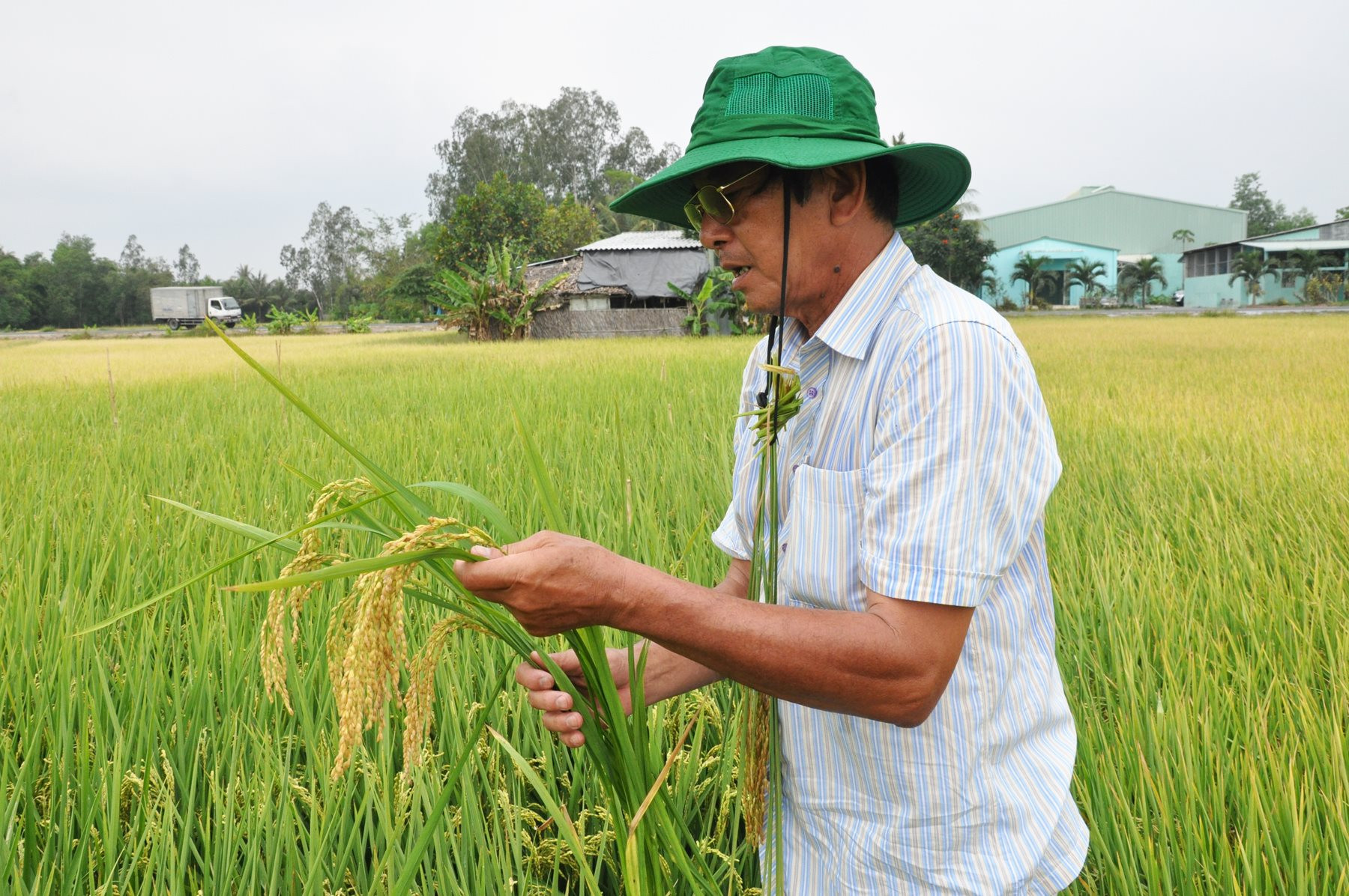 Xông đất “cha đẻ” gạo ngon nhất thế giới