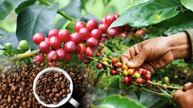 Điều gì sẽ giúp doanh nghiệp cà-phê Việt 